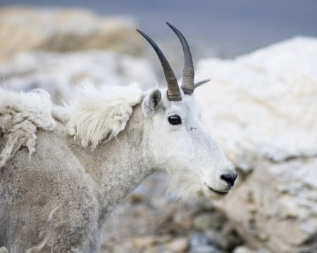 molting, mountain goat
